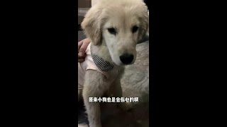 小莫：妈妈酱，其实我什么都懂，只是不会说话而已！ #小金毛 #最可爱的狗子 #假如宠物会说话