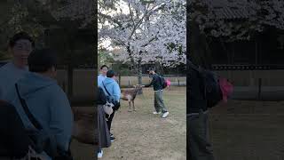 桜と鹿と外国人観光客🦌🌸Nara Park Japan🇯🇵