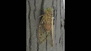 (Megapomponia sound ID #2) Megapomponia pendleburyi