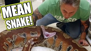 GETTING THE MEANEST SNAKE IN THE WORLD!!! | BRIAN BARCZYK