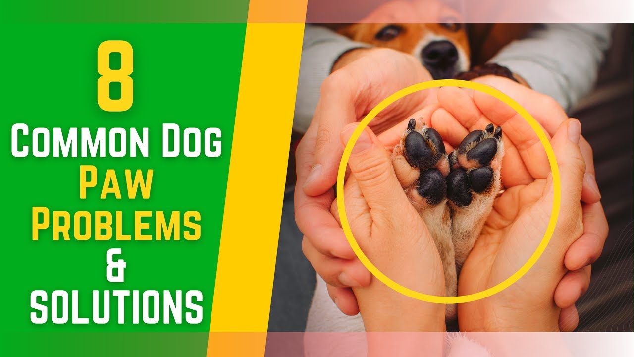 Photos Of Dog Paw Problems And Solutions Infoupdate Org