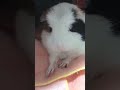 【モルモット】挙手するピータンguinea pig raising hands