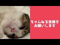 猫の寝相からわかる猫の気持ち