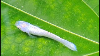 White കളർ ഗപ്പി, ഇനി ഈ ഗപ്പിയുടെ തരംഗമാകും | White Colour Guppy