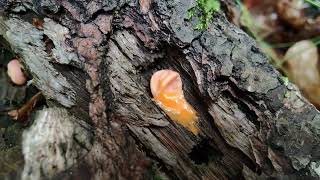 Curiosas bolas rosas en la madera. Lycogala epidendrum