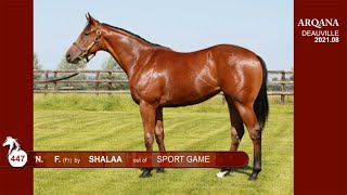 Arqana 2021.08 - V2, N° 447 - F. / Shalaa x Sport Game, présentée par le Haras De Grandcamp