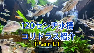 120センチ水槽　コリドラス紹介