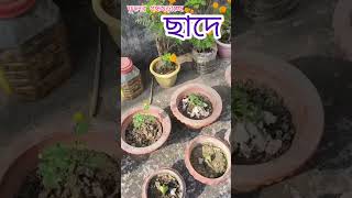 ছাদ আলোকিত করে আছে এমন অনেক ফুল # flower 🌼🌹#sorts #song