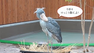 不動タイムノーカット10分!!【1月のふたば14】Shoebill FUTABA in January 2019_14