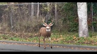 Deer jumps over a tall fence