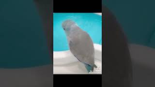 【マメルリハ】水遊びを怖がって逃げてくるラリマーちゃん#マメルリハ#マメルリハインコ#マメルリハブルー#インコのいる生活#癒し#可愛い#もふもふ#おすすめ#lovebird#Parrotlet