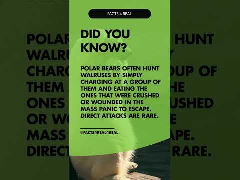 What do polar bears hunt and eat?