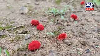 Mighty Mites, Red Velvet Mite, Lal Tuku Tuku Sadhaba Bohu.