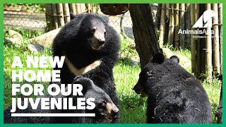 Four rambunctious juveniles have moved to a bigger Bear Cub House