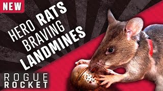 How Giant African Rats Are Sniffing Out Landmines and Saving Lives