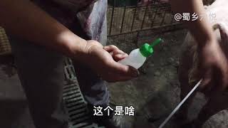 农村夫妻第一次给猪做人工配种，母猪很配合，比用公猪直配还方便