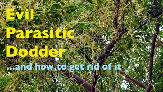 Dealing with Dangerous Dodder