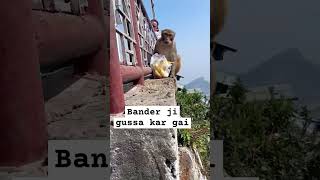 #monkey #bandar #funny