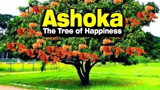 Ashoka : The Tree of Happiness | ARTHA | AMAZING FACTS