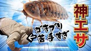 ゴキブリガチ苦手な人がデュビアの飼育方法を解説したら完全敗北した