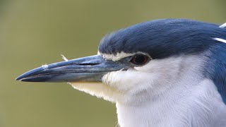 ビデスコ 野鳥 2020.04.11　ゴイサギ　(Black-crowned night heron)