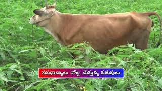 PMDS Crops for Healthy \u0026 Nutritious Cattle Feed II Impact II West Godavari II A.P.