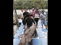 MEMANCING IKAN KRAPU‼️SEMUA KAIL DAPAT FULL IKAN