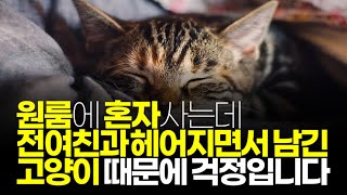 (※시청자사연) 원룸에 혼자 사는데 전여친과 헤어지면서 남긴 고양이 때문에 걱정입니다