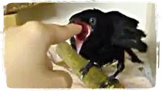 ПРИКОЛЫ С ЖИВОТНЫМИ (смешные птицы) | FUN WITH ANIMALS (funny birds) #379