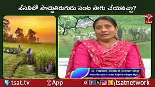 వేసవిలో పొద్దుతిరుగుడు పంట సాగు చేయవచ్చా ? || T-SAT