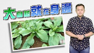 【on.cc東網】東網點評 ：公園種菜自給自足　融合發展開創先河