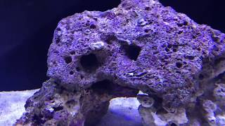 Marine Starter Aquarium, Aqua One Mini Reef 120L WEEK 1