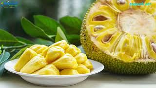 The Amazing Jackfruit.