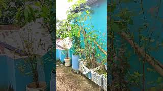 অপূর্ব সুন্দর ছাদ বাগান #viralvidio #shortvideo