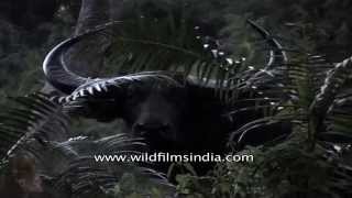 Wild water buffalo (Bubalus arnee) : a massive, powerful animal