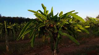 แก้วมังกรเหลืองอิสราเอล yellow(gold) israel pittaya(dragon fruit)