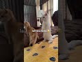 Ucing nya bisa berdiri lucu #like #subscribe #cat #viralvideo #viralshorts #catlover #follow #likes