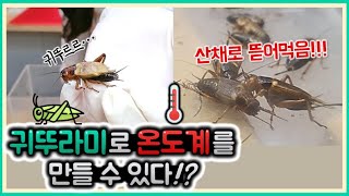 귀뚜라미로 온도계를 만들 수 있다!? (Feat. 동족포식!!!)