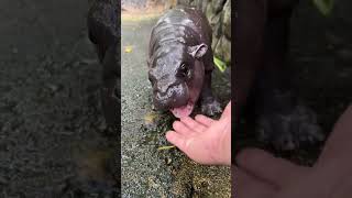 Why Hippos Are Slimy #shortsvideo #hippo #animals