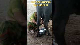 આની મોજ માણવા માટે ખેડૂત બનવું પડે હો  farming