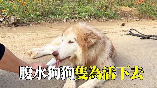 The dog suffers from severe ascites. The young man takes him out for exercise for his health. The d