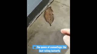 🦋 The queen of camouflage: the leaf-rolling butterfly