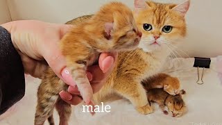 😻 Newborn Kittens - Day 2 | Bassy's Three Tiny Babies