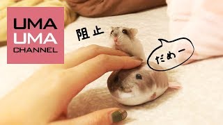 ぬいぐるみばっかり可愛がった時のハムスターの行動に胸キュン【うまる#34】A jealous hamster when his owner pet a stuffed toy