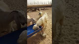 Kuwait goat farming #goat #shorts #animals