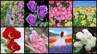 Dp Pictures For Whatsapp | Flower Wallpaper Photo | Lovely Dp Pics