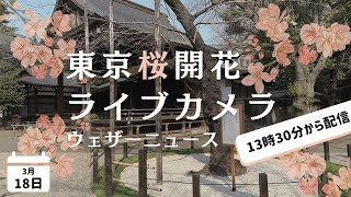 ※本日は開花発表なし※【開花発表あるか!?】東京桜開花ライブカメラ2022〜靖国神社〜2022.3.18 13:30~/tokyo sakura