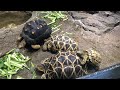 池袋サンシャイン水族館のリクガメ