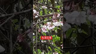 自家的樱花越看越美 Cherry blossom