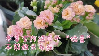 冬季室内养长寿花，这几个“位置”千万不要放，否则很难开花